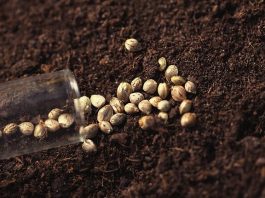EARLY QUEEN REGULAR SEEDS